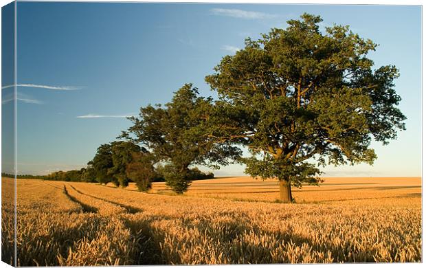 Summertime Canvas Print by Wayne Molyneux