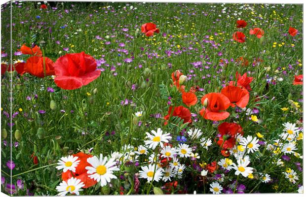 Wild Flower Meadow Canvas Print by Wayne Molyneux