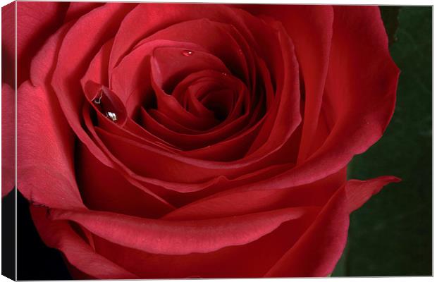 Single Red Rose Canvas Print by Wayne Molyneux
