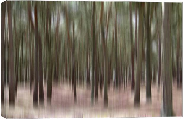 Pine Trees at Formby Canvas Print by Wayne Molyneux