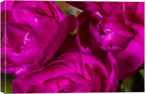 Crinkle Cut Carnations Canvas Print by Wayne Molyneux