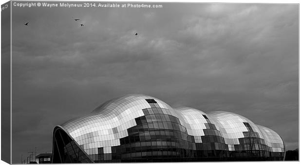 Seagulls over The Sage Canvas Print by Wayne Molyneux
