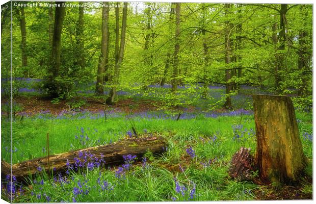 Bluebell Woods at Lawton   Canvas Print by Wayne Molyneux