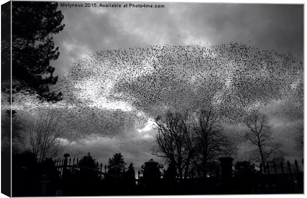  Starlings over Queens Canvas Print by Wayne Molyneux