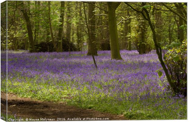 Lawton Woods Cheshire Canvas Print by Wayne Molyneux