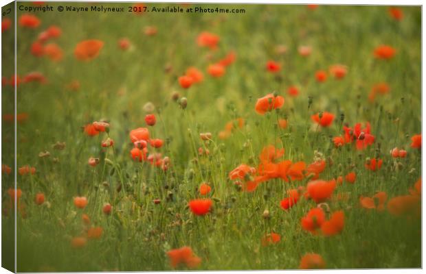 Worcestershire Poppy Field Canvas Print by Wayne Molyneux