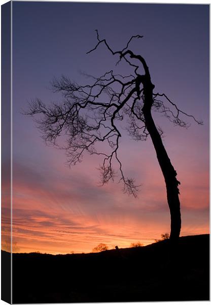 Sunrise silhouette Canvas Print by Wayne Molyneux