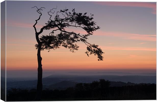 Sentinel Canvas Print by Wayne Molyneux