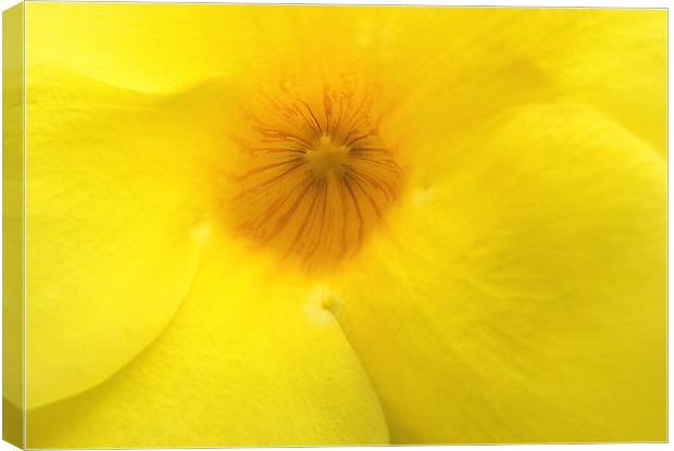 Mellow yellow Canvas Print by Wayne Molyneux