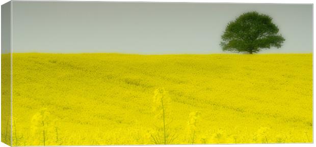 Mellow Yellow Canvas Print by Wayne Molyneux