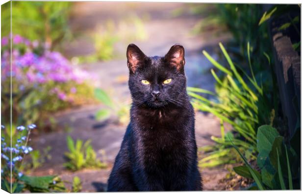 Portrait of a black cat or bombay cat looking or staring while sitting still. Felis silvestris, Felis catus Canvas Print by Arpan Bhatia