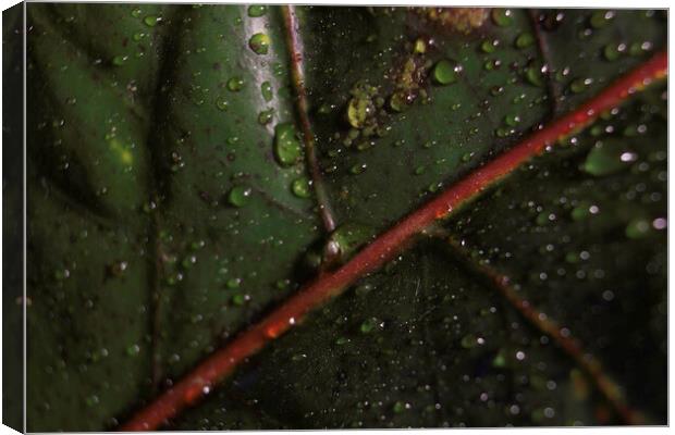 Abstract green background. Macro Croton plant leaf with water drops. Natural backdrop for brand design, selective focus of a leaf detailed shot showing veins Canvas Print by Arpan Bhatia