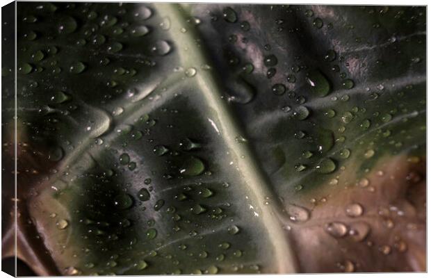 Alocasia is known usually as the Kris Plant or Elephant Ear. Abstract macro of a houseplant leaf, unique alien looking leaves. Large protruding white veins Canvas Print by Arpan Bhatia