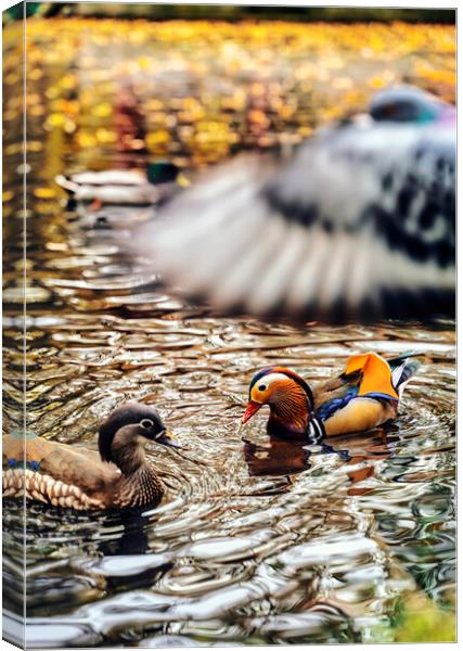 The truly impressive plumage of a male Mandarin duck, seen in a duckpond, with other birds Canvas Print by Arpan Bhatia