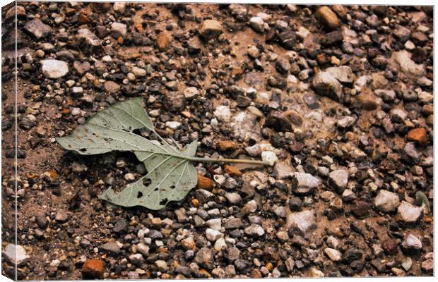 A close up of a torn leaf on a rocky mountain in r Canvas Print by Arpan Bhatia