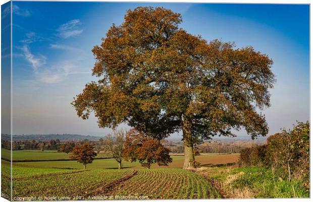 Herefordshire Trees in Autumn Canvas Print by Adele Loney