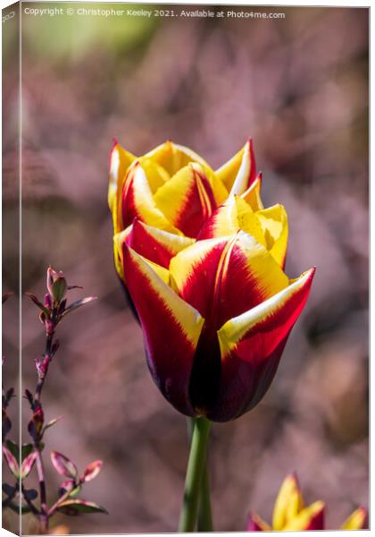 Red tulips Canvas Print by Christopher Keeley