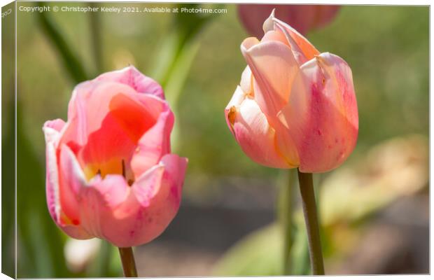 Pretty pink tulips Canvas Print by Christopher Keeley