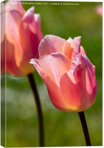 Pink lady tulip Canvas Print by Christopher Keeley