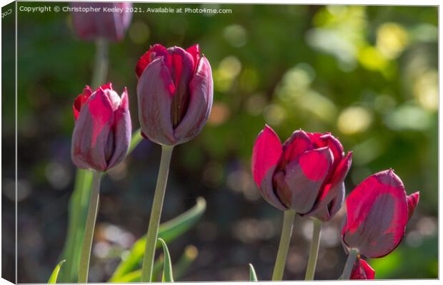 Beautiful red tulips Canvas Print by Christopher Keeley