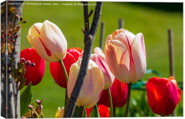Beautiful pink tulips Canvas Print by Christopher Keeley