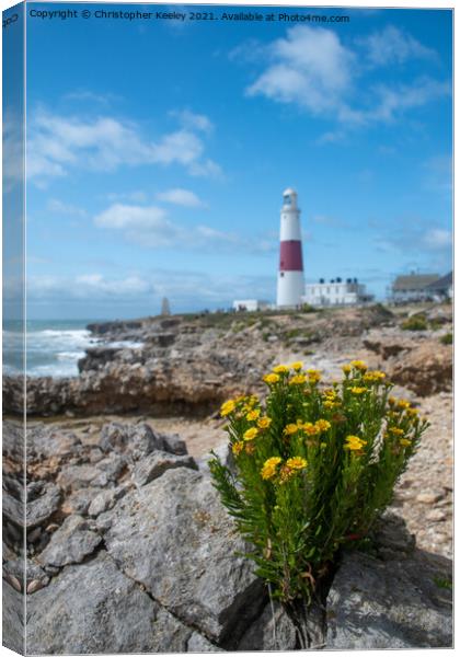 Flowers at Portland Bill Canvas Print by Christopher Keeley