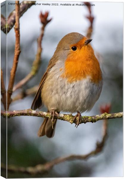 Curious robin redbreast Canvas Print by Christopher Keeley
