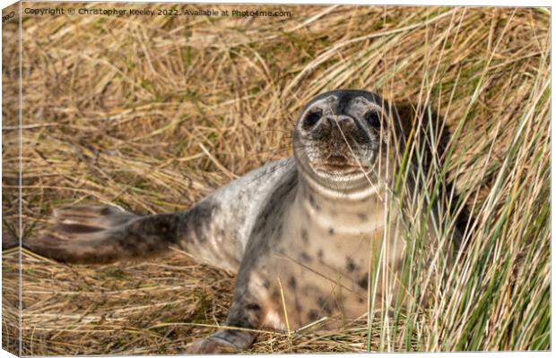 Young seal at Horsey Gap in Norfolk Canvas Print by Christopher Keeley