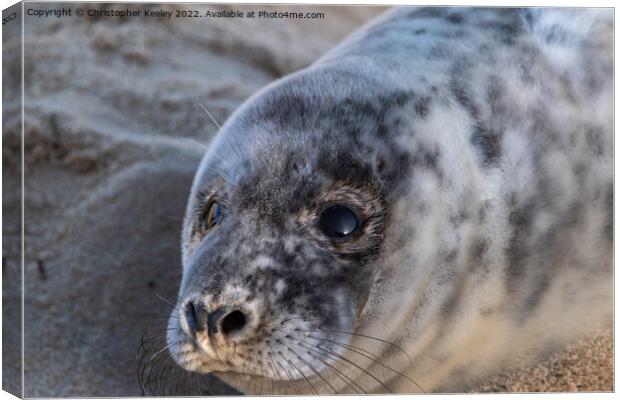 Grey seal pup up close Canvas Print by Christopher Keeley