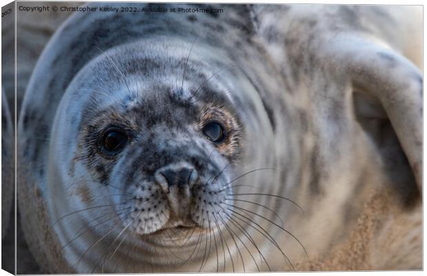 North Norfolk grey seal pup portrait Canvas Print by Christopher Keeley