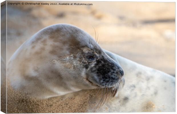 North Norfolk seal portrait Canvas Print by Christopher Keeley