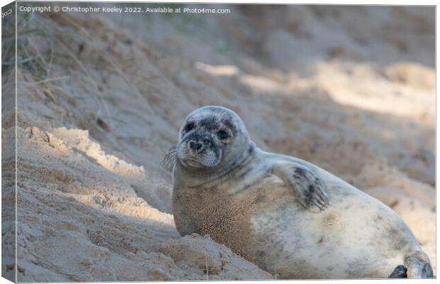 Grey seal laying on the beach Canvas Print by Christopher Keeley