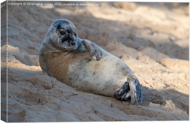 Seal on north Norfolk beach Canvas Print by Christopher Keeley