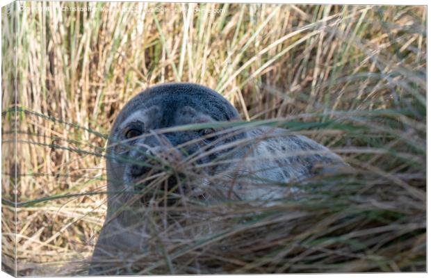 Seal pup in the dunes Canvas Print by Christopher Keeley