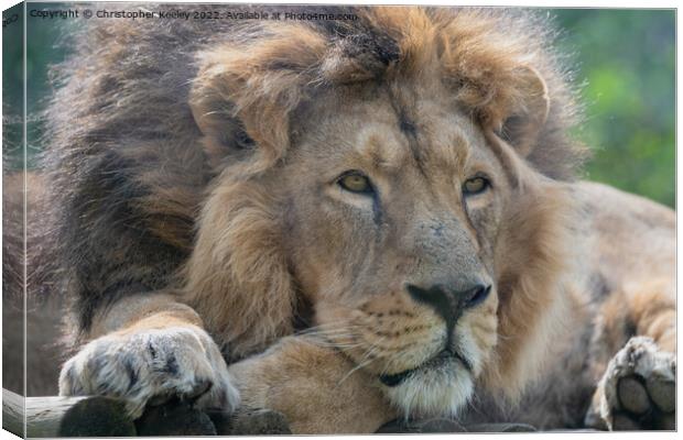 Resting Asiatic male lion Canvas Print by Christopher Keeley