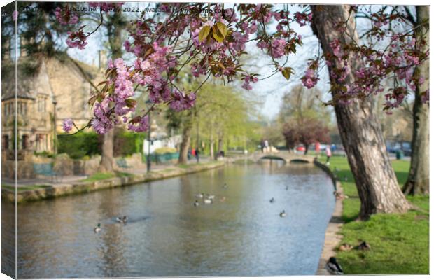 Spring in Cotswolds village Bourton-on-the-Water Canvas Print by Christopher Keeley