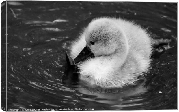 Baby swan Canvas Print by Christopher Keeley