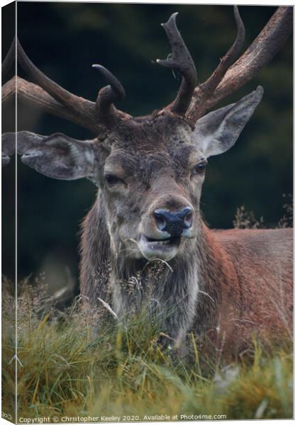 Handsome deer stag Canvas Print by Christopher Keeley