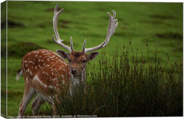 Handsome male deer Canvas Print by Christopher Keeley