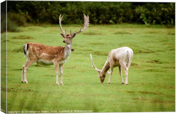 Fallow deer Canvas Print by Christopher Keeley