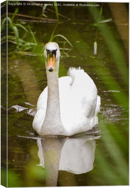 Swan swimming on the river  Canvas Print by Christopher Keeley