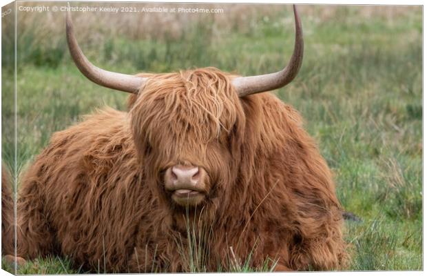 Highland cow portrait Canvas Print by Christopher Keeley
