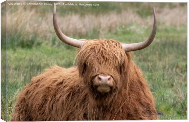 Sitting Highland cow Canvas Print by Christopher Keeley