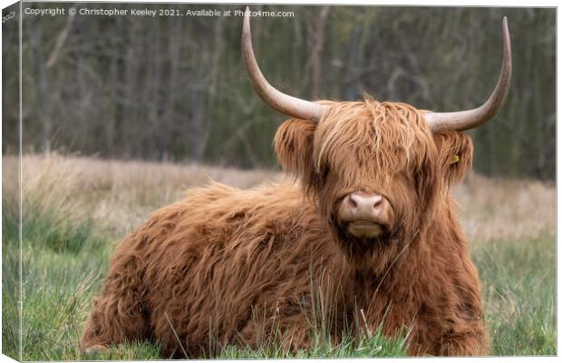 Highland cow in the field Canvas Print by Christopher Keeley