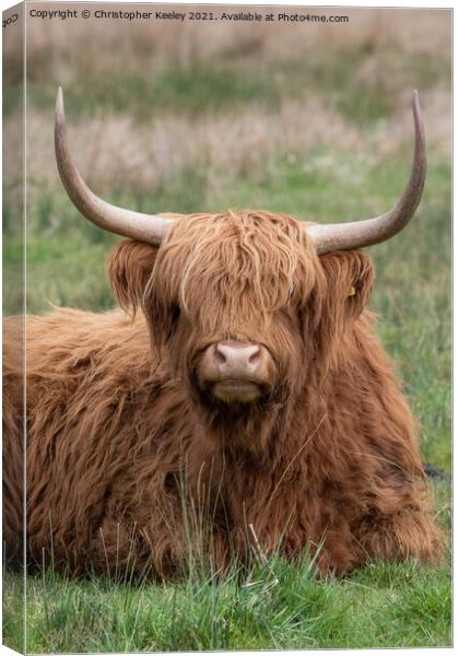 Portrait of a Highland cow Canvas Print by Christopher Keeley