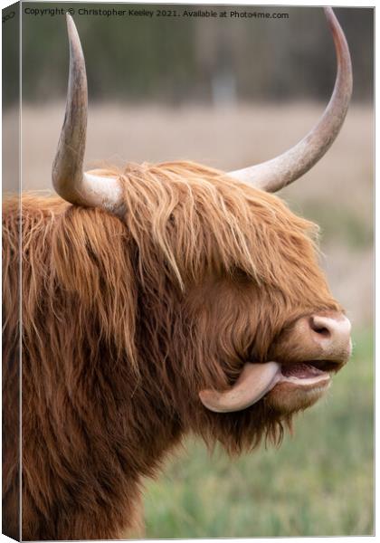 Funny Highland cow Canvas Print by Christopher Keeley