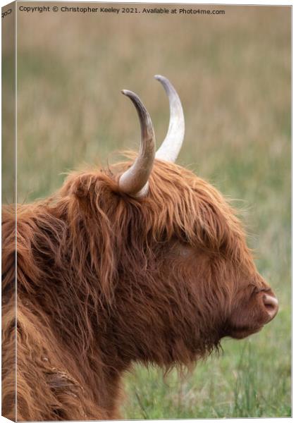 Highland cow Canvas Print by Christopher Keeley
