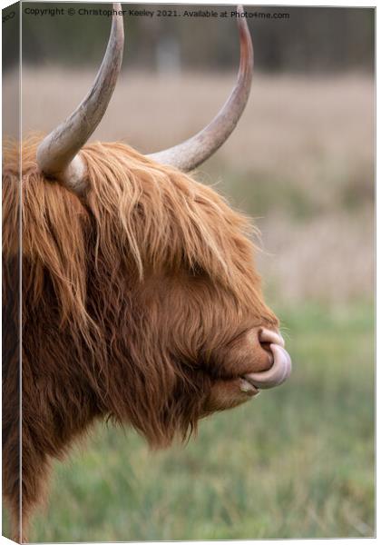 Highland cow close up Canvas Print by Christopher Keeley