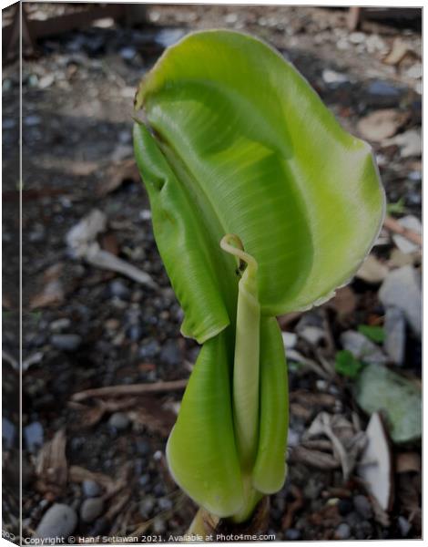 A young banana leaf similar to an auricle creeping Canvas Print by Hanif Setiawan