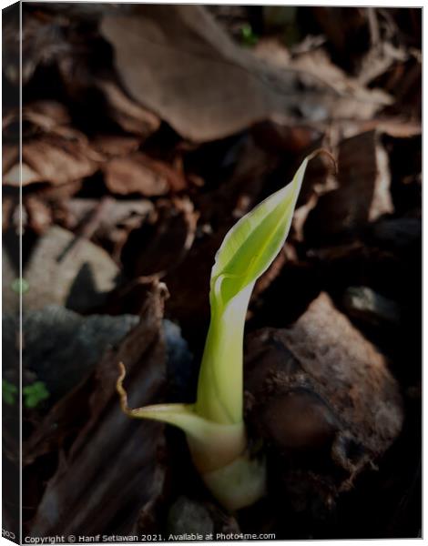 A young banana sprout creeping out of the soil Canvas Print by Hanif Setiawan